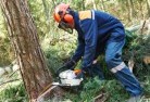 Clairviewtree-felling-services-21.jpg; ?>