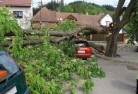 Clairviewtree-felling-services-41.jpg; ?>