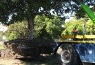 Clairviewtree-felling-services-4.jpg; ?>